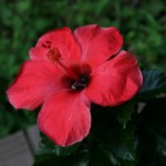 20100816c